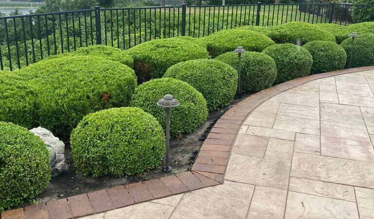 shrub-maintenance